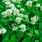 Bee Seeds, Trifolium repens