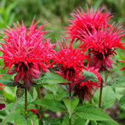 Scarlet Beebalm Seeds