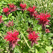 Scarlet Beebalm Seeds