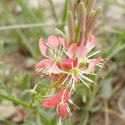 Beeblossom Seeds