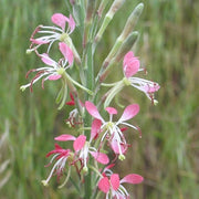 Beeblossom Seeds