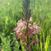 Beeblossom Seeds