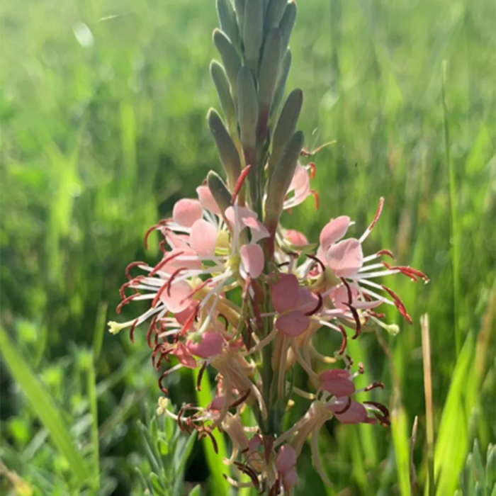 Beeblossom Seeds