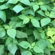 Perilla Beefsteak Seeds, Herbal