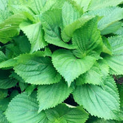 Perilla Beefsteak Seeds, Herbal