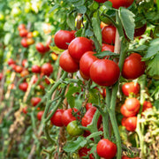 Beefsteak Tomato Seeds - All In One For Home Gardens