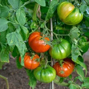 Beefsteak Tomato Seeds - All In One For Home Gardens