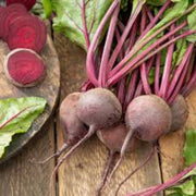 Beta Vulgaris Beet Seeds
