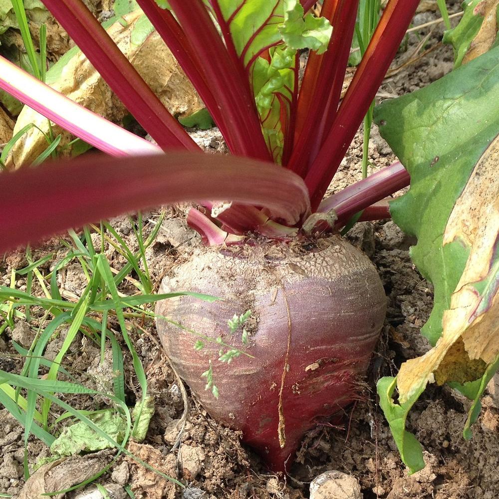 Beta Vulgaris Beet Seeds