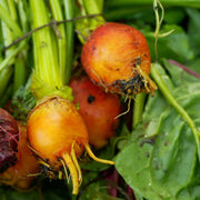 Orange Beet Seeds