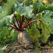 Beet Seeds - All In One For Home Gardens