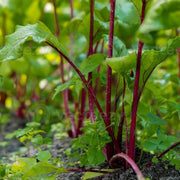 Beet Seeds - All In One For Home Gardens