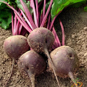 Beta Vulgaris Beet Seeds