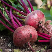 Detroit Dark Red Beet Seeds