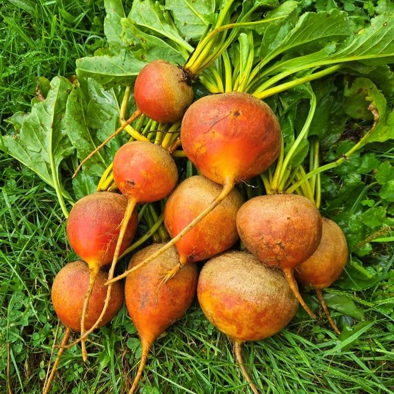 Orange Beet Seeds