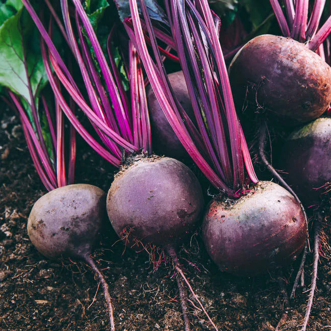 Purple Beet Seeds