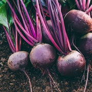 Purple Beet Seeds