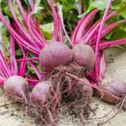 Beta Vulgaris Beetroot Seeds