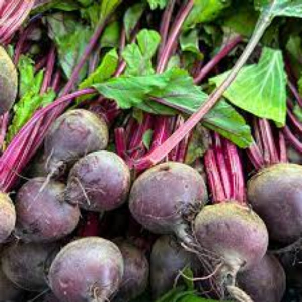 Beta Vulgaris Beetroot Seeds