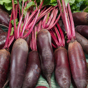Cylindra Beetroot Seeds