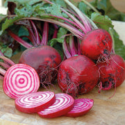 Pink Beetroot Seeds