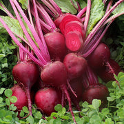 Rare Vulgaris Organic Beetroot Seeds