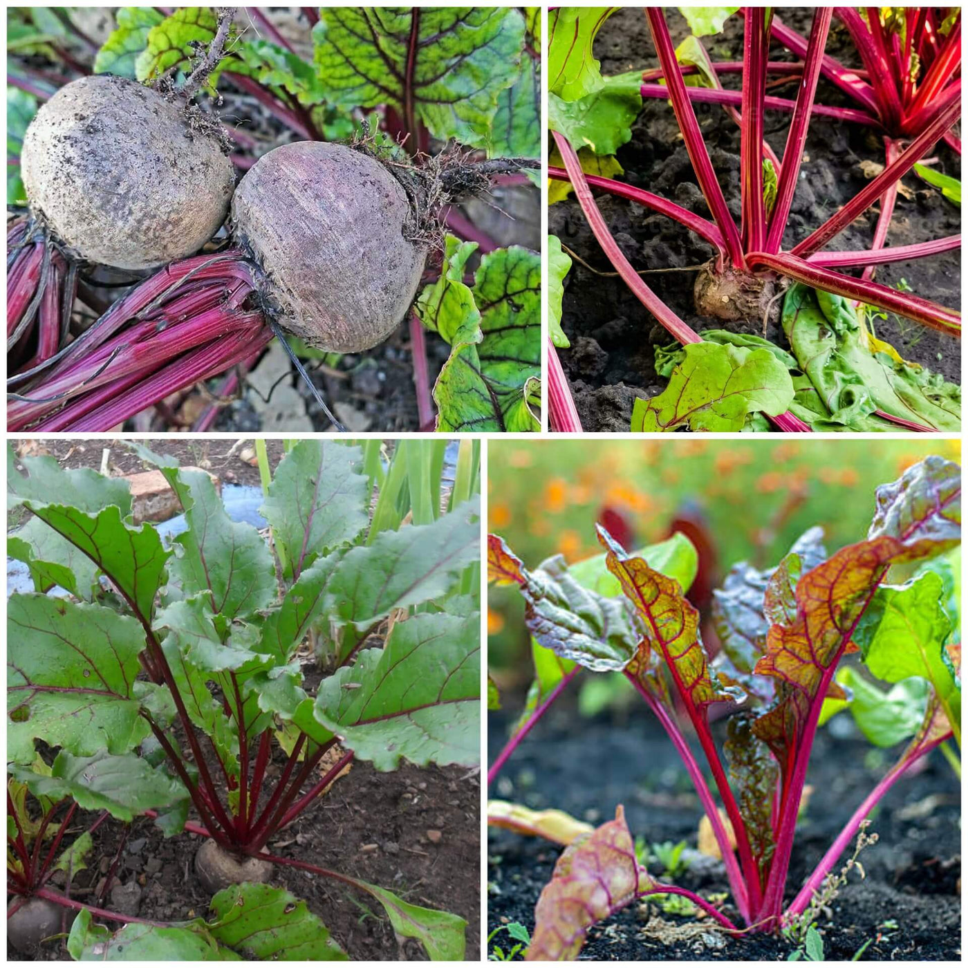 Beetroot Seeds - All In One For Home Gardens
