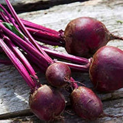 Purple Beetroot Seeds
