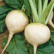 White Beetroot Seeds