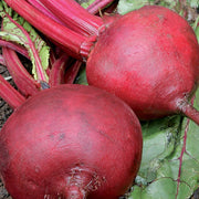 Dark Pink Beetroot Seeds