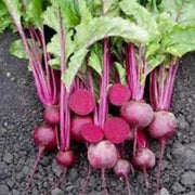 Beta Vulgaris Beetroot Seeds