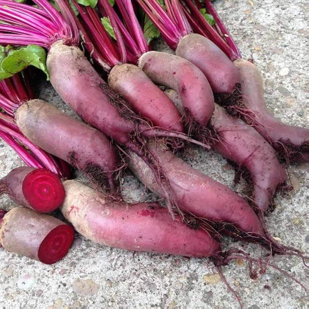 Cylindra Beetroot Seeds