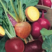 Mixed Beetroot Seeds