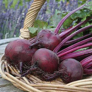 Purple Beetroot Seeds