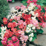 Mixed Begonia Seeds