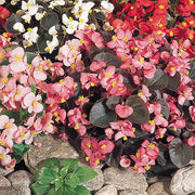 Mixed Begonia Seeds