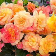Orange Begonia Seeds