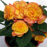 Orange Begonia Seeds