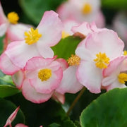 Pink White Begonia Seeds