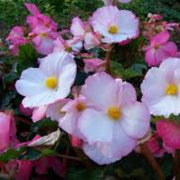 Pink White Begonia Seeds