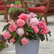 Ruffled Pink Begonia Seeds