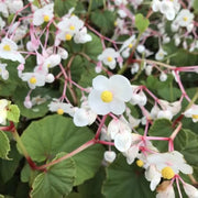 Grandis Alba Begonia Seeds