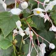 Grandis Alba Begonia Seeds