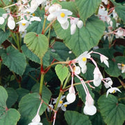 Grandis Alba Begonia Seeds