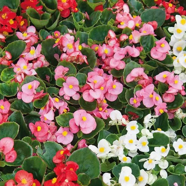 Mixed Begonia Seeds