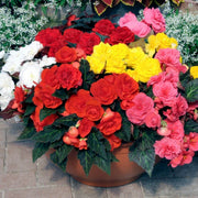 Non-Stop Mocca Mixed Begonia Seeds