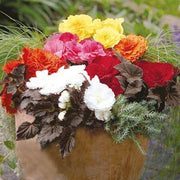 Non-Stop Mocca Mixed Begonia Seeds