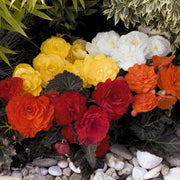 Non-Stop Mocca Mixed Begonia Seeds