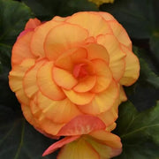 Orange Begonia Seeds