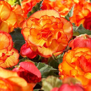 Orange & Yellow Begonia Seeds